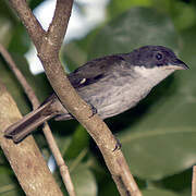 Puerto Rican Tanager