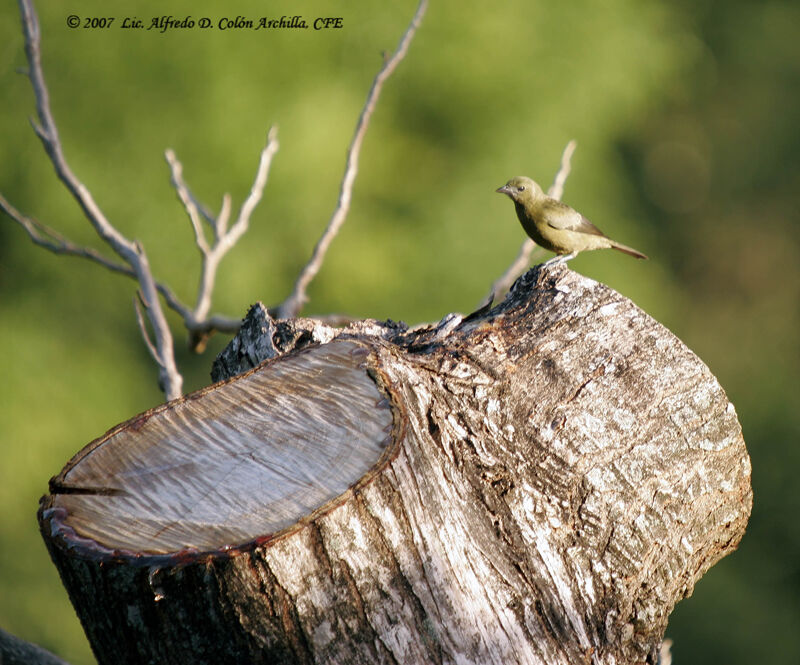 Palm Tanager