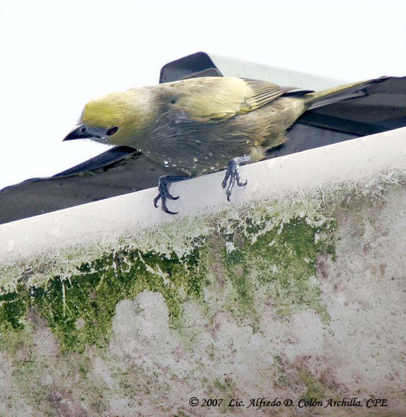 Palm Tanager