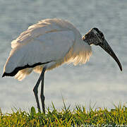 Wood Stork