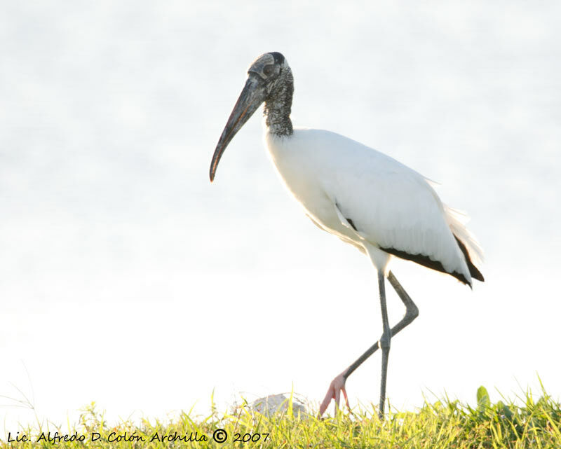 Wood Stork