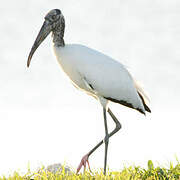 Wood Stork