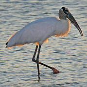 Wood Stork