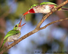 Broad-billed Tody