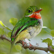 Puerto Rican Tody