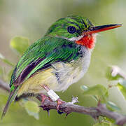 Puerto Rican Tody