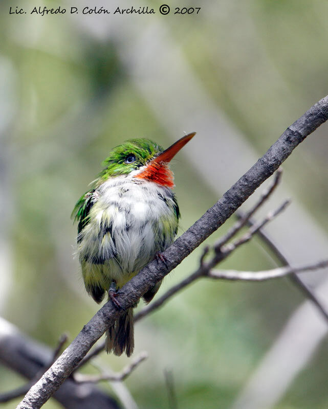 Puerto Rican Tody