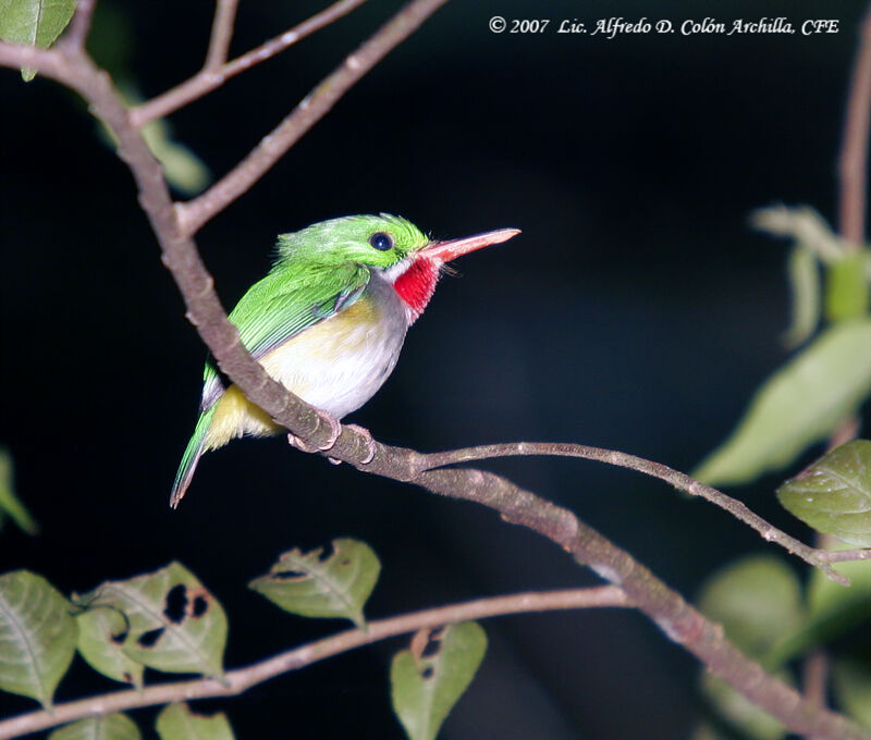 Puerto Rican Tody