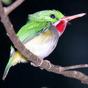 Puerto Rican Tody