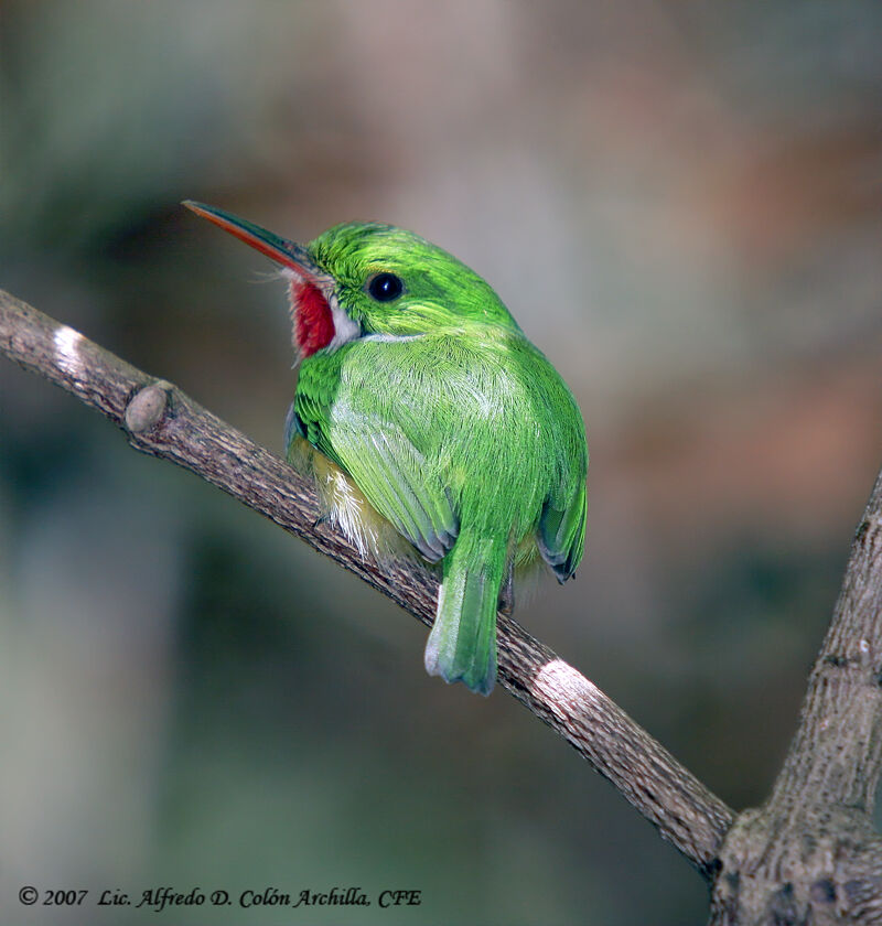 Puerto Rican Tody