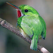 Puerto Rican Tody