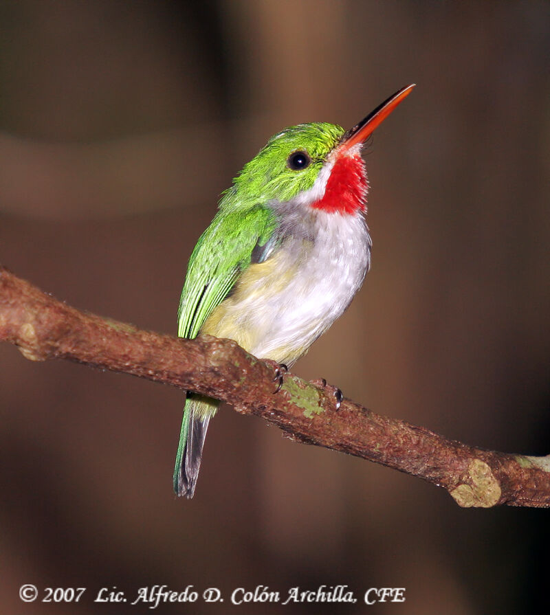 Puerto Rican Tody