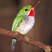 Puerto Rican Tody