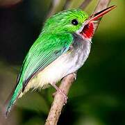 Puerto Rican Tody