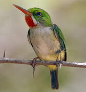 Puerto Rican Tody