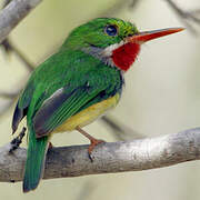 Puerto Rican Tody