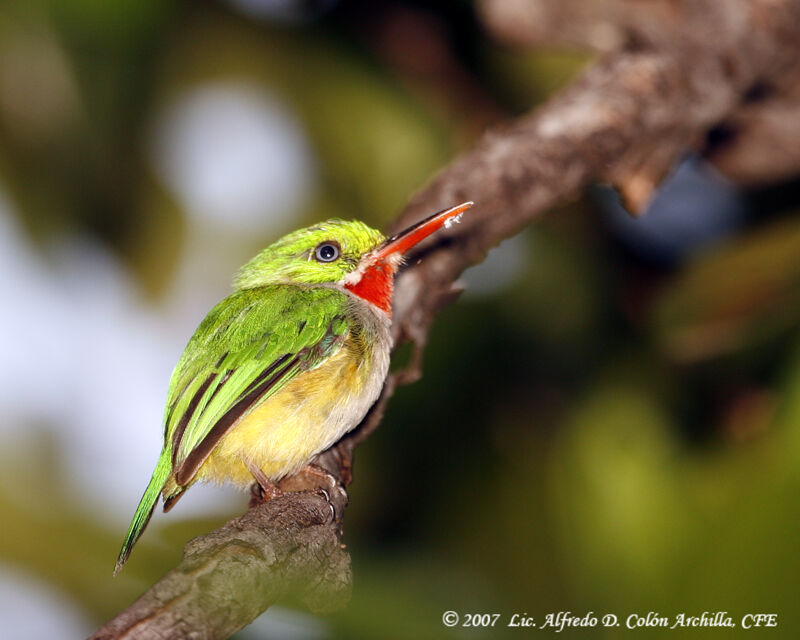 Puerto Rican Tody