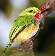 Puerto Rican Tody