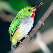 Puerto Rican Tody