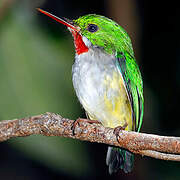 Puerto Rican Tody