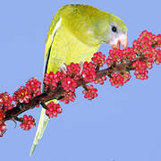 White-winged Parakeet