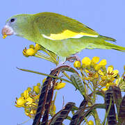 White-winged Parakeet