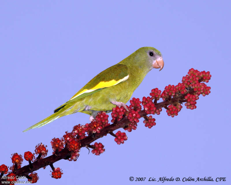 White-winged Parakeet