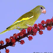 White-winged Parakeet