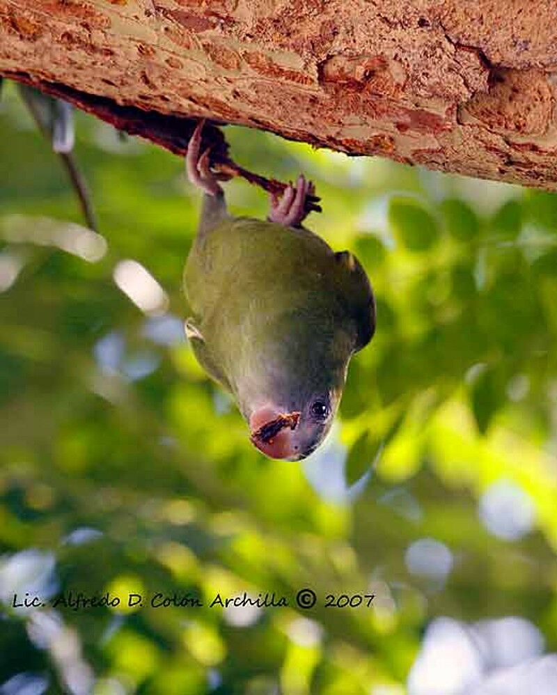 White-winged Parakeet