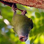 White-winged Parakeet