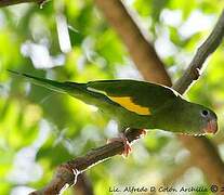 White-winged Parakeet