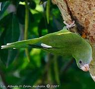 White-winged Parakeet