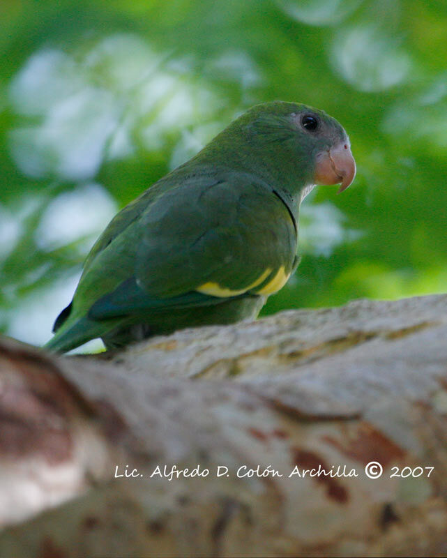 White-winged Parakeet