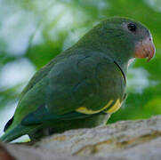 White-winged Parakeet