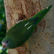 White-winged Parakeet