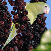 White-winged Parakeet