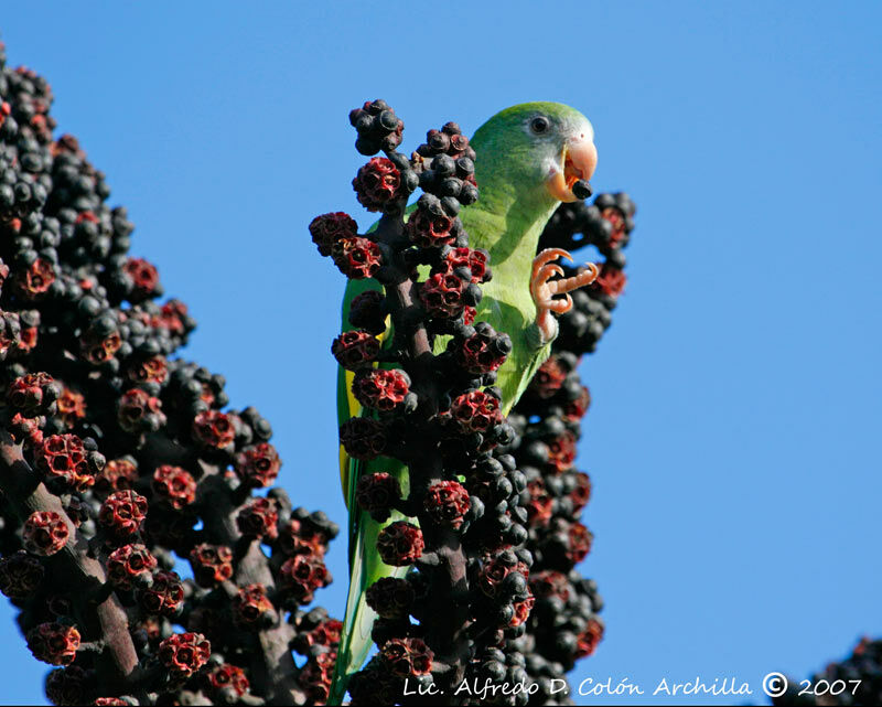 White-winged Parakeet