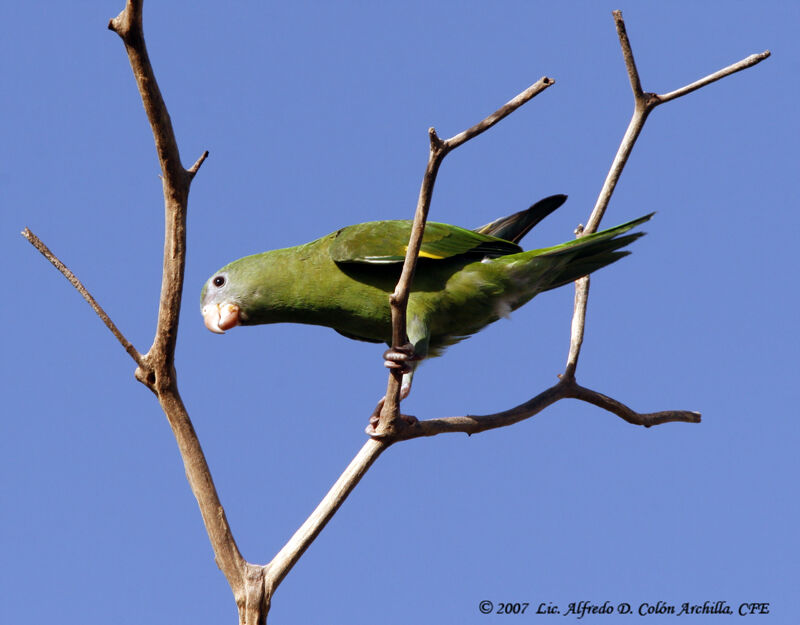 White-winged Parakeet