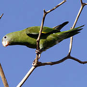 White-winged Parakeet