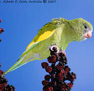 White-winged Parakeet