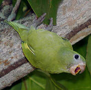 White-winged Parakeet