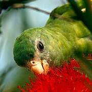 White-winged Parakeet