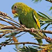 White-winged Parakeet