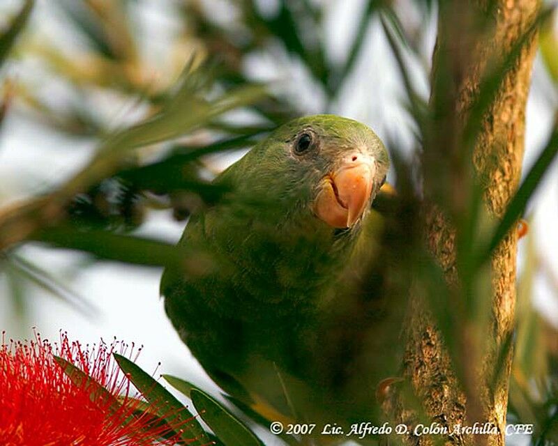 White-winged Parakeet