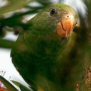 White-winged Parakeet