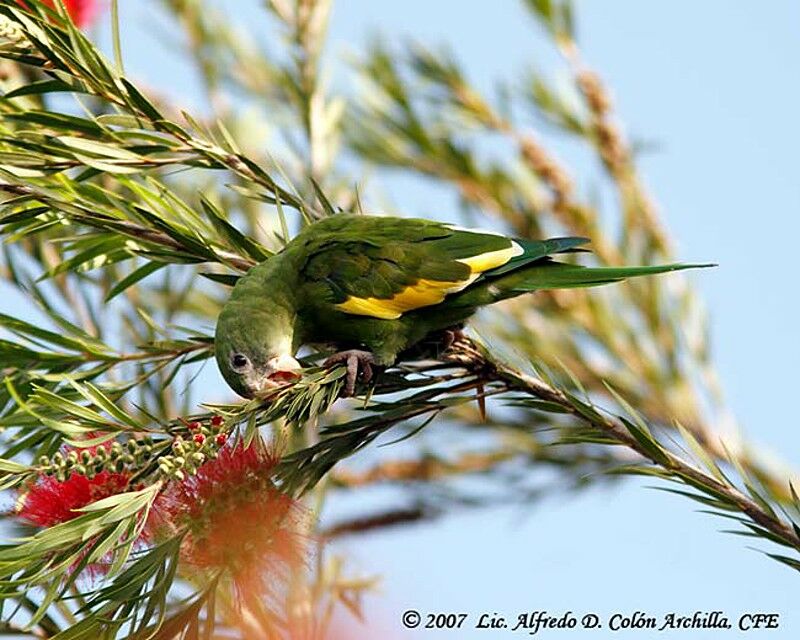 White-winged Parakeet