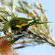 White-winged Parakeet