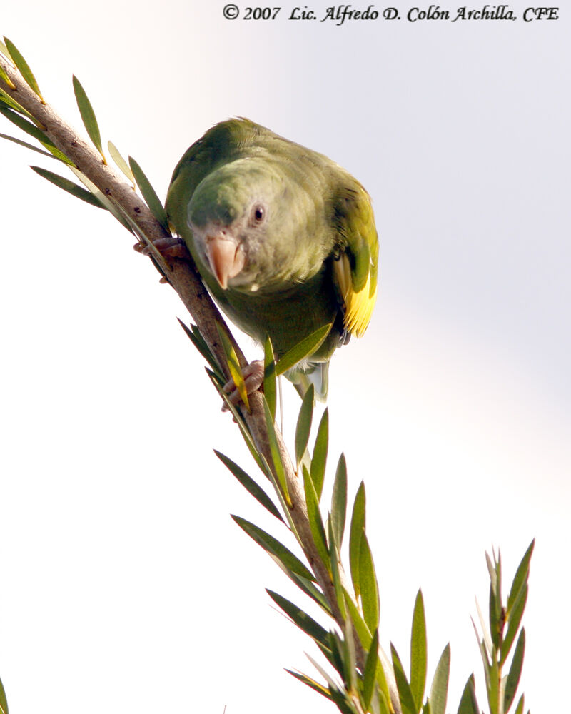 White-winged Parakeet