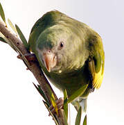 White-winged Parakeet