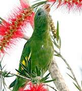 White-winged Parakeet